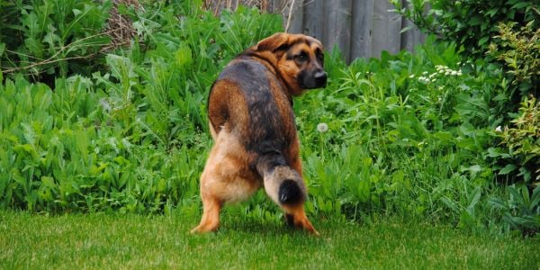 Baby eating best sale dog poop